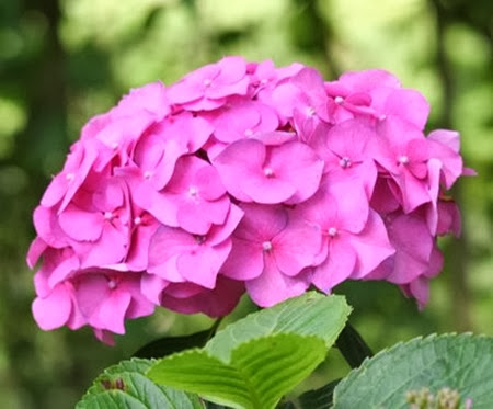 hortensia rose