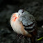 Luzon Bleeding-heart