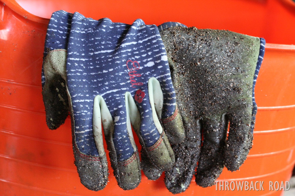 [transplanting-seedlings-0183.jpg]