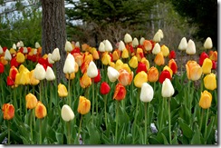 tptulips