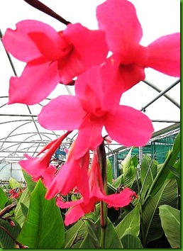 Canna irifolia