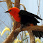 Scarlet-headed Blackbird
