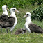 Laysan Albatross