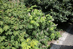 Observing Butterflies and Moths