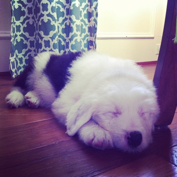 [Samson%255B4%255D.jpg]