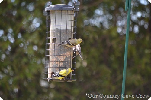 DSC_9513 DSC_9513
