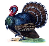turkey vintage image graphicsfairy4