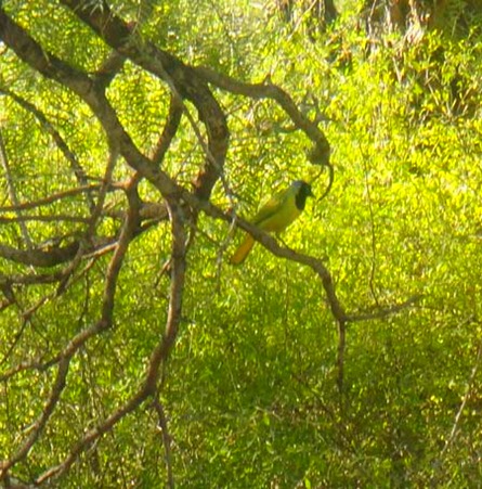 [29-bird%255B4%255D.jpg]