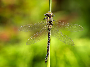 Common Hawker Dragonfly by John Powell EFIAP DPAGB BPE4 Common Hawker Dragonfly by John Powell EFIAP DPAGB BPE4