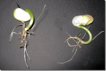 [Lima-Bean-Sprouts-week-2_thumb14%255B2%255D.jpg]