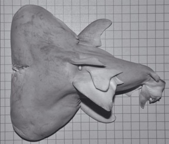 [two-headed-bull-shark-fetus.JPG1364231902%255B5%255D.jpg]