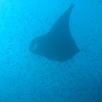 Manta's bij Hin Daeng