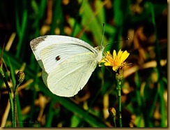 untitled Cabbage white-MSB_1344 September 10, 2011 NIKON D300S