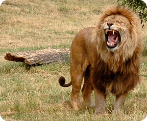 Lion Roar