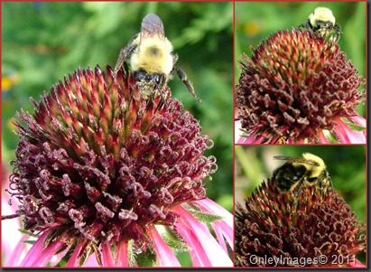 bbee on coneflower collage
