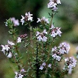 Thymus%20vulgaris.jpg Thymus%20vulgaris.jpg