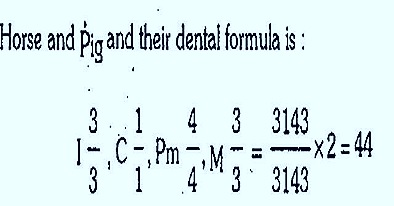 dental formula dental formula biozoom dental formula dental formula biozoom