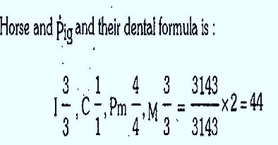 dental-formula