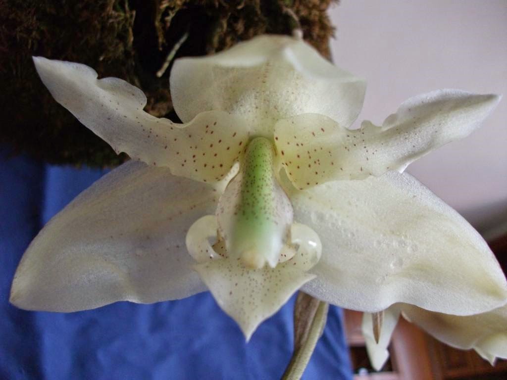 [OR%2520Stanhopea%2520florida%255B4%255D.jpg]