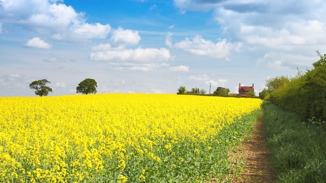 CC Photo Google Image Search. Source is pixabay.com Subject is agriculture-20537_640.jpg CC Photo Google Image Search Source is pixabay com Subject is agriculture 20537 640