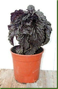 Basil Alface Vermelho Basil Alface Vermelho