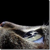 olhos_gato_blog olhos_gato_blog
