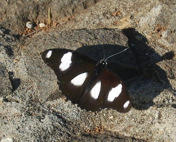 Hypolimnas misippus LINNAEUS, 1764. Parc de Mantadia-Andasibé (Périnet, 100 km à l'est d'Antananarivo), 14 février 2011. Photo : T. Laugier