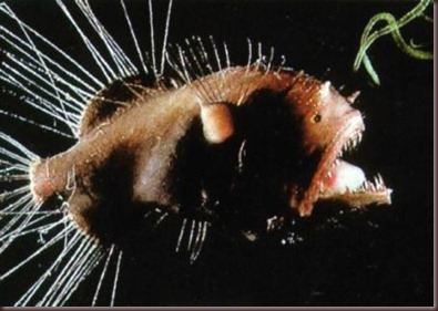 Amazing Animals Pictures Angler Fish (4)