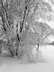 The snow makes everything lovely