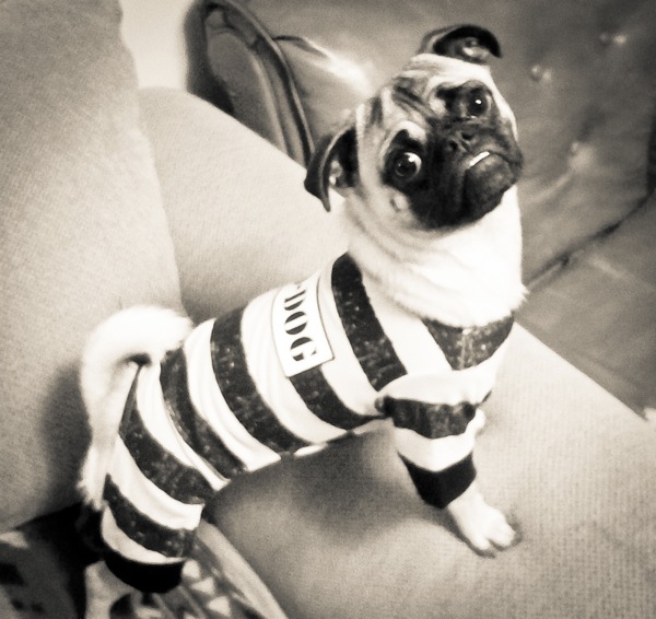pugjamas.jpg Pugjamas