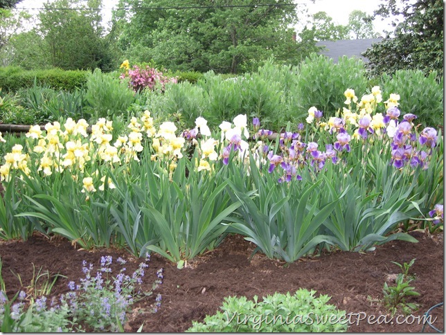 Iris IMG_1603