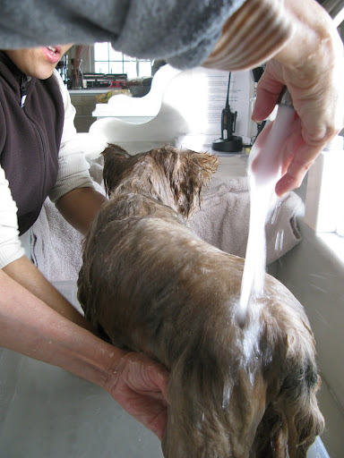 Don't know why this animal is getting washed off - probably got muddy outside.  Looks kind of skinny.