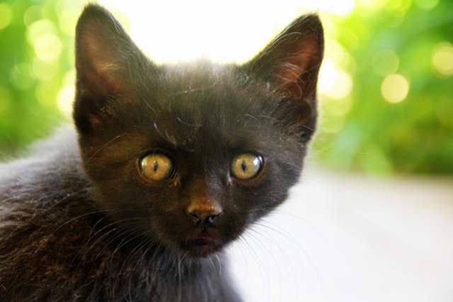 [Family%2520and%2520Kittens%2520181%255B3%255D.jpg]