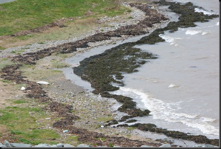 Estuary 030
