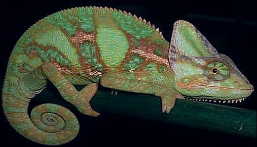 chameleon-reptiles