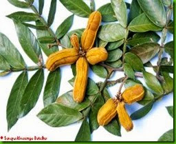 Inga affinis_thumb[3]