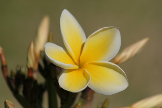 IMG_2163 IMG_2163