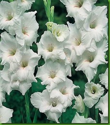 Gladiolus_white_prosperity Gladiolus_white_prosperity