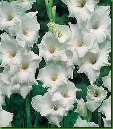 Gladiolus_white_prosperity