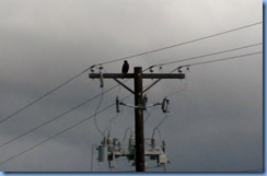 7229 Texas - US-77 - bird of prey 7229 Texas - US-77 - bird of prey