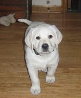 "Chase" from Asti - Bo litter.  10 weeks old