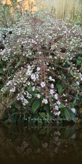 IMG_7409 IMG_7409