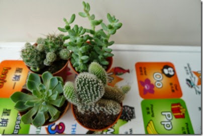 mini cactus plant / indoor mini plant
