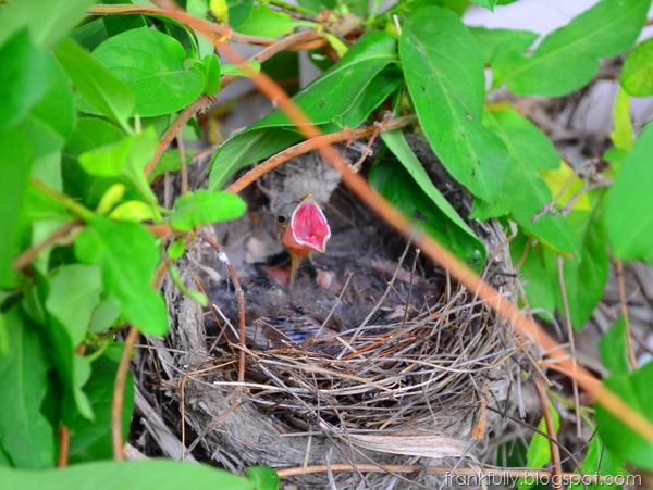 hungry baby cardinal