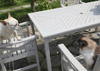 You see?  We can sit here and be civil to one another.  You don't have to bark at me all the time.