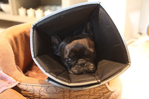 As you all know, Francesca has corneal ulcers in her right eye and has had to wear a cone to prevent her from rubbing and irritating the eye.