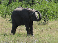 Mud-wallowing! - Linyanti Concession (Chobe Region)