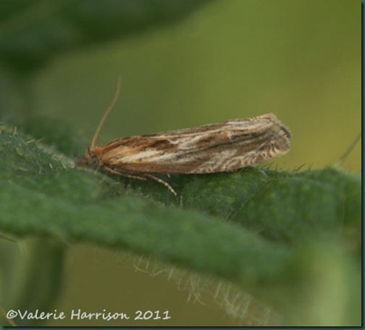 pos Eucosma cana pos Eucosma cana