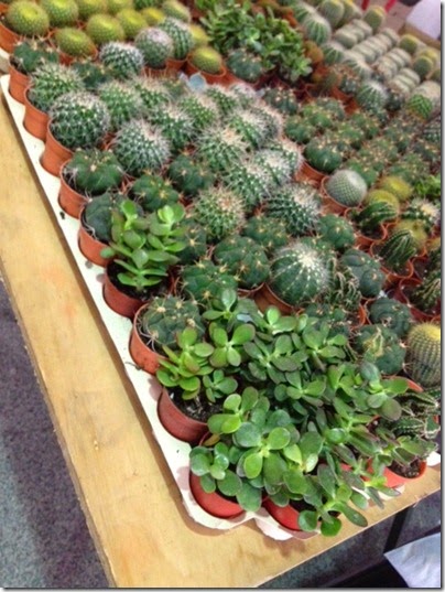 Cactus plants for sale