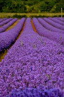 Campo de Lavanda na Provence